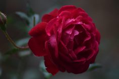 {{brizy_dc_image_alt imageSrc=