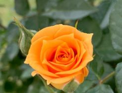 {{brizy_dc_image_alt imageSrc=