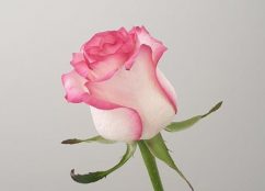 rosenbluete
